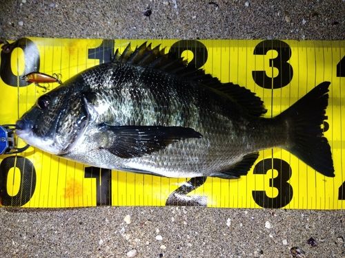 クロダイの釣果