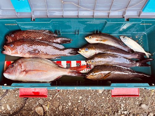 オオモンハタの釣果