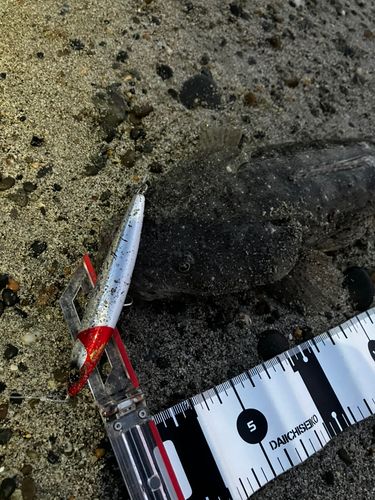 マゴチの釣果