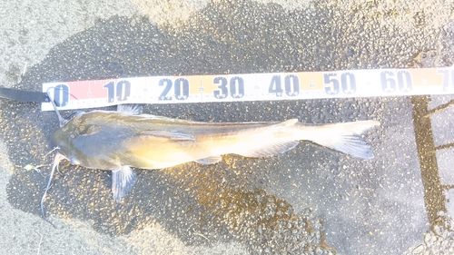 アメリカナマズの釣果