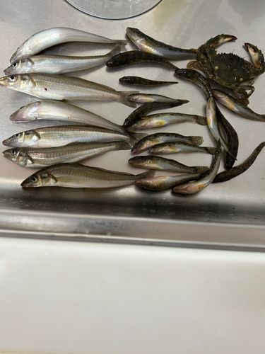 キスの釣果