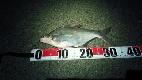 ダントウボウの釣果