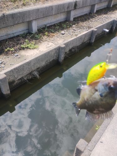 ブルーギルの釣果