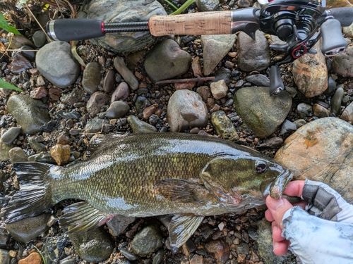 スモールマウスバスの釣果