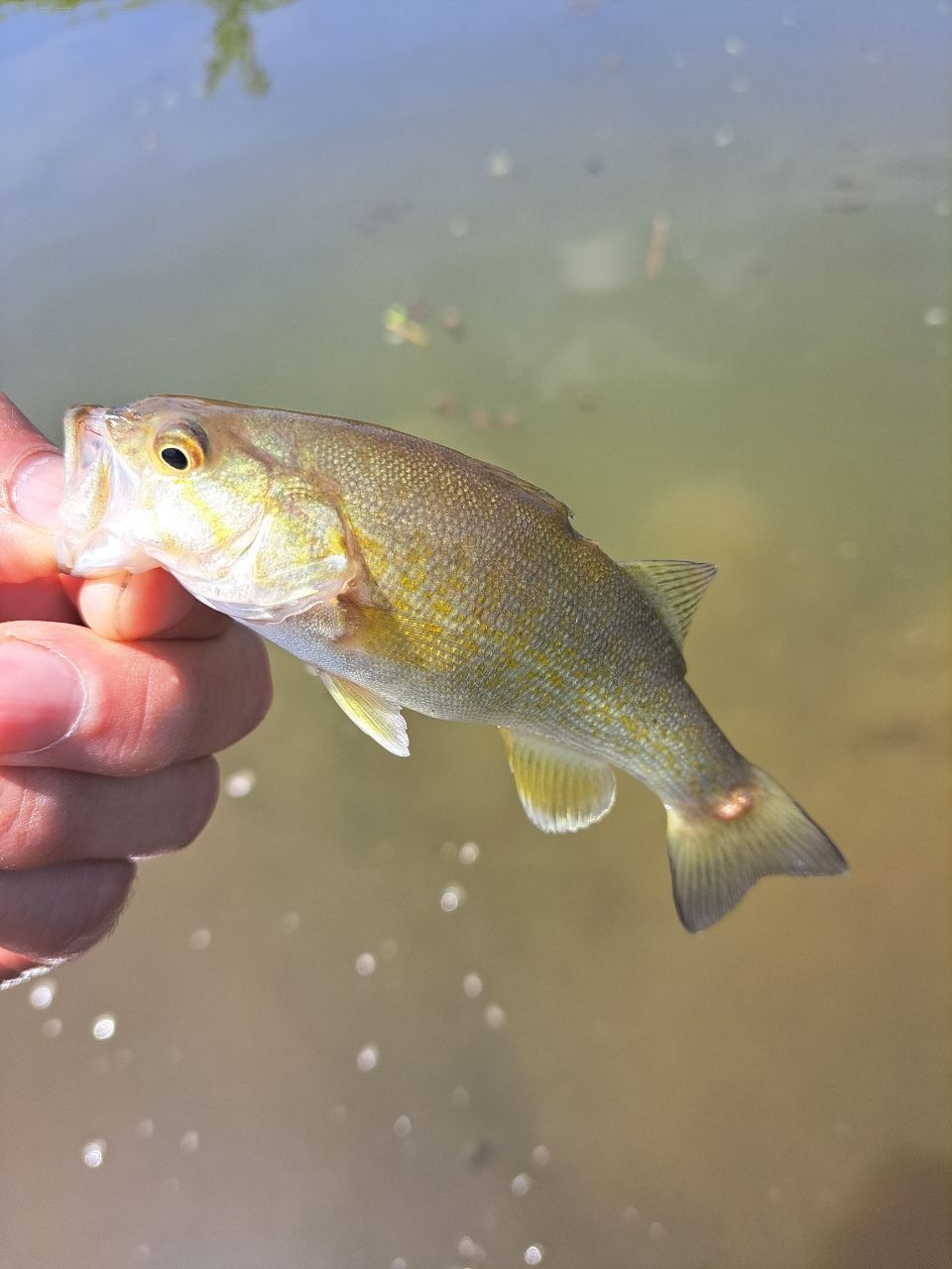 スモールマウスバス