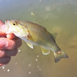 スモールマウスバス