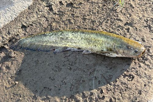 ナマズの釣果