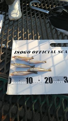 シロギスの釣果