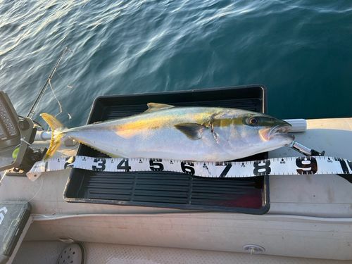 ヒラマサの釣果