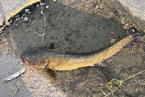 ナマズの釣果
