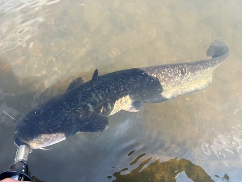 ナマズの釣果