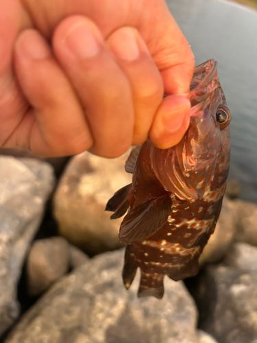 キジハタの釣果