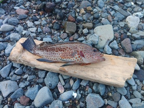 オオモンハタの釣果