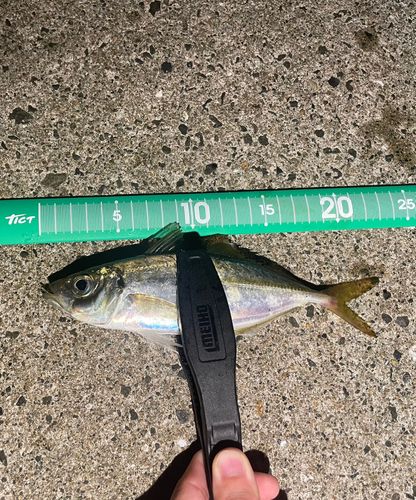 マアジの釣果