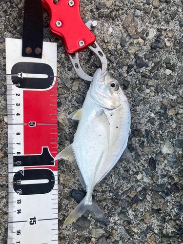 ギンガメアジの釣果