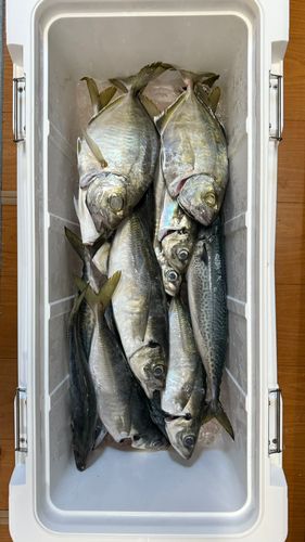カイワリの釣果