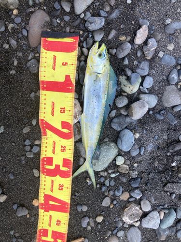シイラの釣果