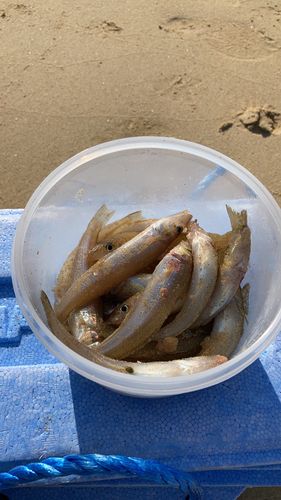 キスの釣果