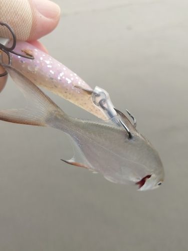 コバンアジの釣果