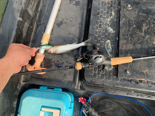 ハスの釣果