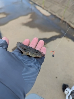 ハゼの釣果