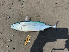 ヒラソウダの釣果