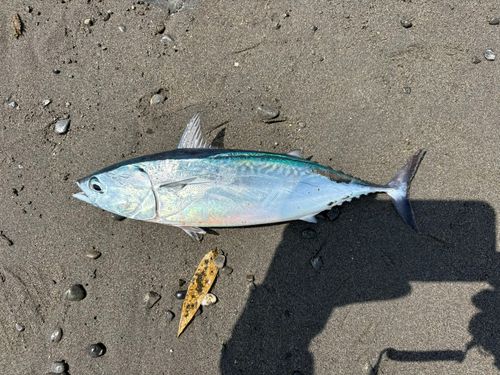 ヒラソウダの釣果
