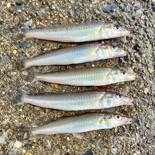 シロギスの釣果