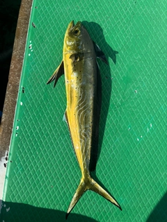 シイラの釣果