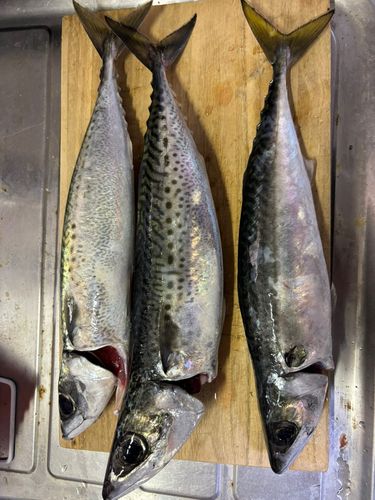 サバの釣果