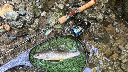 イワナの釣果