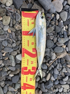 シイラの釣果