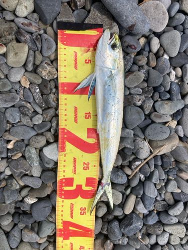 シイラの釣果