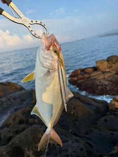 シオの釣果