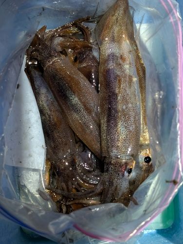 スルメイカの釣果