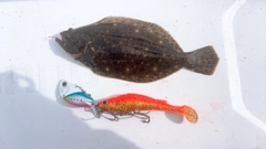 ソゲの釣果