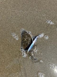 ソゲの釣果