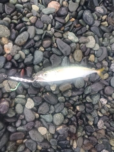 サバの釣果