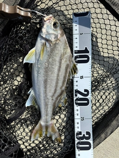 コトヒキの釣果