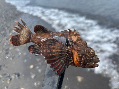 サツマカサゴの釣果