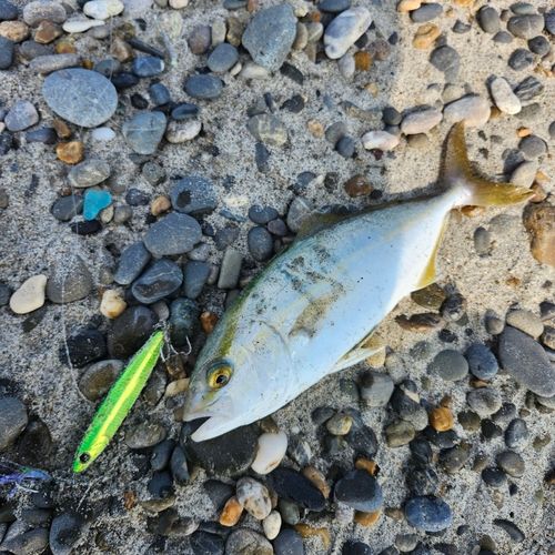 ショゴの釣果