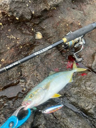 ワカシの釣果