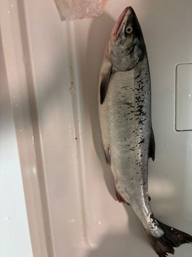 シロザケの釣果