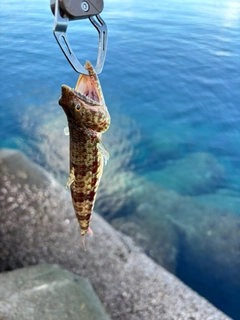 エソの釣果
