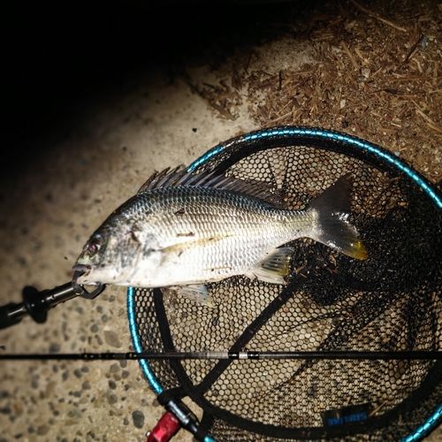 釣果一覧】衣浦湾で釣れたキビレ - アングラーズ | 釣果600万件