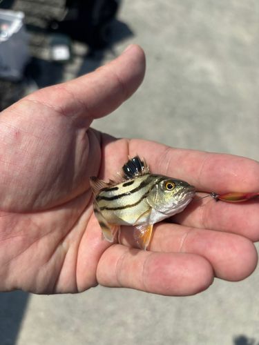 コトヒキの釣果