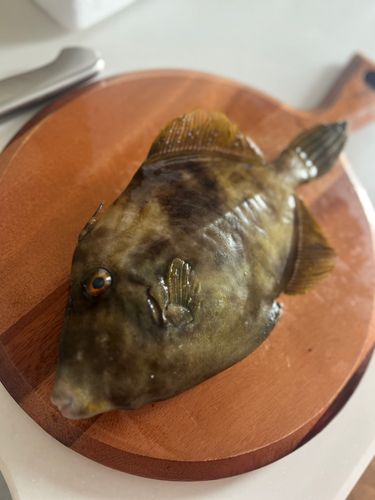 カワハギの釣果