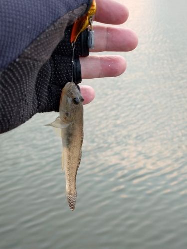 マハゼの釣果