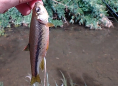 カワムツの釣果