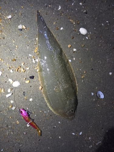 シタビラメの釣果